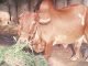 Fodder inflation rises to 27.66% in November