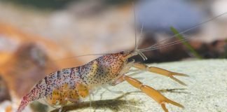 Krill meal stands out as key shrimp feed ingredient in new trial