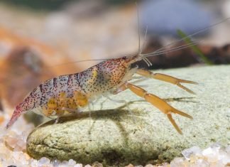 Krill meal stands out as key shrimp feed ingredient in new trial