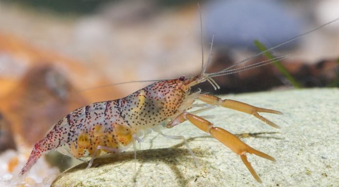 Krill meal stands out as key shrimp feed ingredient in new trial