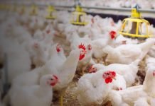 India’s poultry industry seeks corn export curb to calm local prices