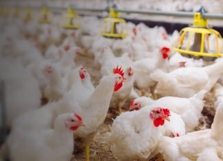 India’s poultry industry seeks corn export curb to calm local prices