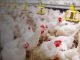 India’s poultry industry seeks corn export curb to calm local prices