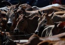 Kerala government to conduct a special quality assurance drive for detection of Aflatoxin and antibiotic residues in milk and milk products