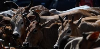 Kerala government to conduct a special quality assurance drive for detection of Aflatoxin and antibiotic residues in milk and milk products