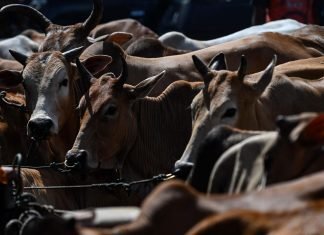 Kerala government to conduct a special quality assurance drive for detection of Aflatoxin and antibiotic residues in milk and milk products