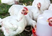 Fixed Cost for 10, 000 Poultry Birds