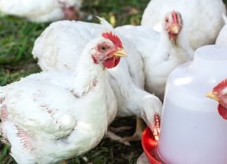 Fixed Cost for 10, 000 Poultry Birds