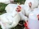 Fixed Cost for 10, 000 Poultry Birds