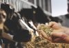 Feed Efficiency Improvement in Dairy Cows – An Opportunity