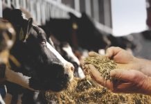 Feed Efficiency Improvement in Dairy Cows – An Opportunity