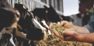 Feed Efficiency Improvement in Dairy Cows – An Opportunity