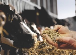Feed Efficiency Improvement in Dairy Cows – An Opportunity