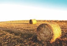 Government plans to address fodder shortage with 100 Fodder Plus FPOs