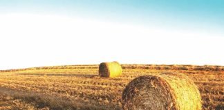 Government plans to address fodder shortage with 100 Fodder Plus FPOs