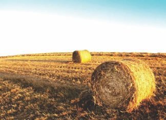 Government plans to address fodder shortage with 100 Fodder Plus FPOs