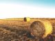 Government plans to address fodder shortage with 100 Fodder Plus FPOs