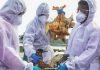 Kerala poultry farmers urge State Government to research bird flu outbreaks patterns