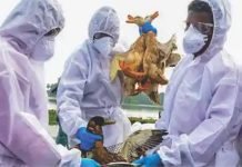 Kerala poultry farmers urge State Government to research bird flu outbreaks patterns