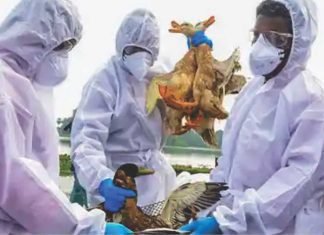 Kerala poultry farmers urge State Government to research bird flu outbreaks patterns