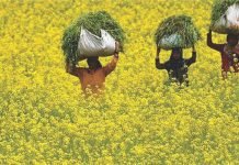 Mustard production is expected to hit a record