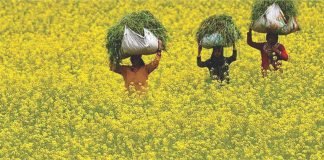 Mustard production is expected to hit a record