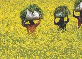 Mustard production is expected to hit a record