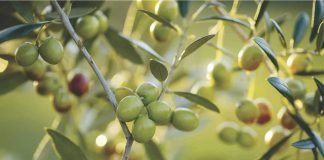 Impact of dried olive pulp on broiler performance