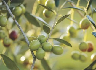 Impact of dried olive pulp on broiler performance