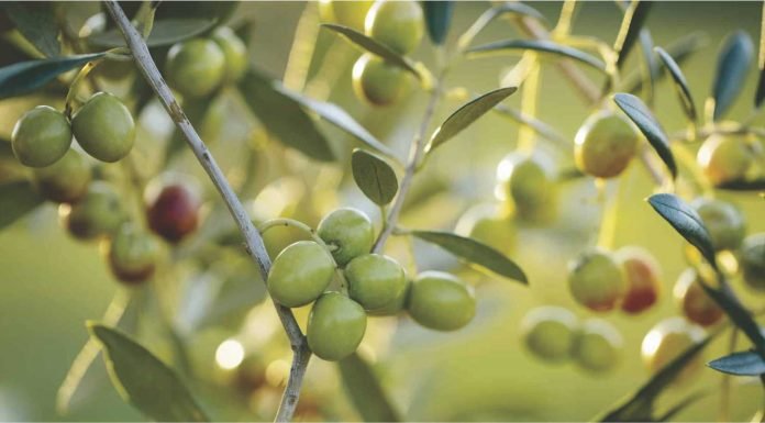 Impact of dried olive pulp on broiler performance