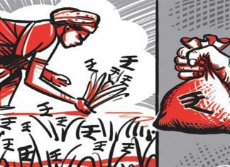 PAU on the economics of maize sowing in Punjab