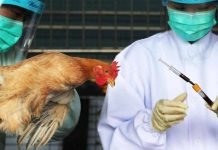 Kerela Government Begins Culling OperationTo Contain Bird Flu Outbreak