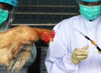 Kerela Government Begins Culling OperationTo Contain Bird Flu Outbreak