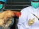 Kerela Government Begins Culling OperationTo Contain Bird Flu Outbreak