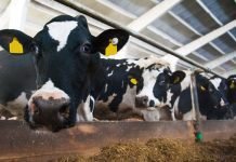 Strategy needed to mitigate climate impact on milk production: Rupala