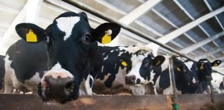 Strategy needed to mitigate climate impact on milk production: Rupala