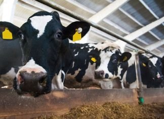 Strategy needed to mitigate climate impact on milk production: Rupala