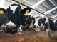 Strategy needed to mitigate climate impact on milk production: Rupala