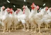 Diversion of maize for ethanol production can further impact Poultry sector