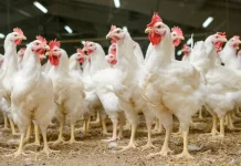 Diversion of maize for ethanol production can further impact Poultry sector