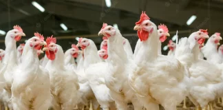 Diversion of maize for ethanol production can further impact Poultry sector