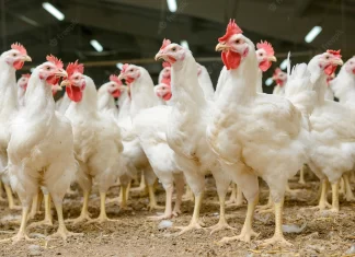 Diversion of maize for ethanol production can further impact Poultry sector
