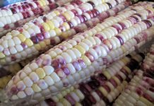 China to expand trial of industrial application of GM corn, soybean – ministry