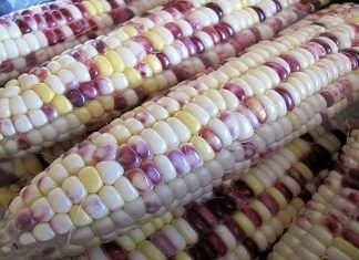 China to expand trial of industrial application of GM corn, soybean – ministry