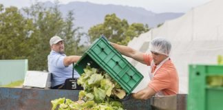 BSF larvae used by Bhubaneswar start-up to turn food waste into animal feed