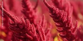 Amaranthus – An ingredient for dairy cows nutrition