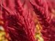 Amaranthus – An ingredient for dairy cows nutrition