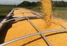 Brazil, U.S., Ukraine, Australia Grain Exports, and China Growth, in Focus