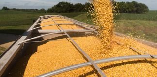 Brazil, U.S., Ukraine, Australia Grain Exports, and China Growth, in Focus