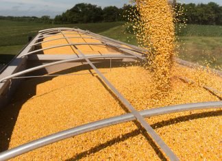 Brazil, U.S., Ukraine, Australia Grain Exports, and China Growth, in Focus